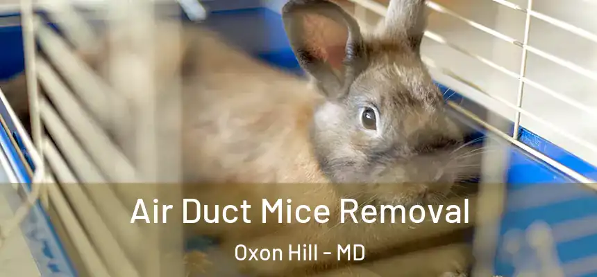  Air Duct Mice Removal Oxon Hill - MD